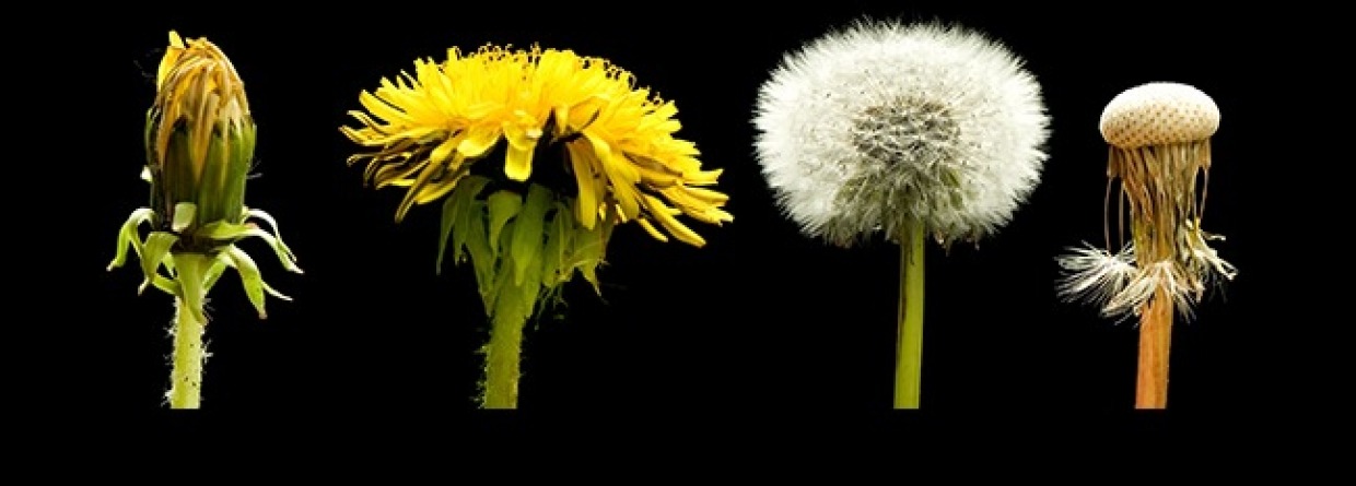 Paardenbloemen fases van geboorte tot dood